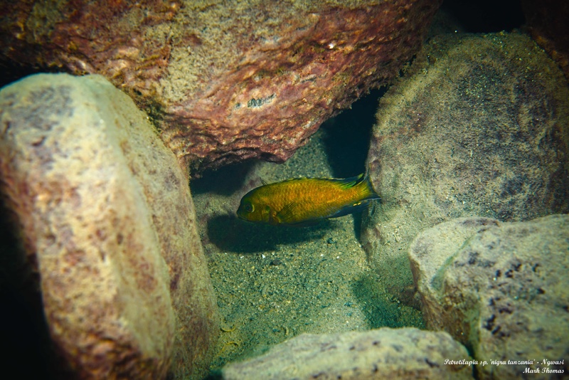 Petrotilapia sp. 'nigra tanzania' Ngwasi